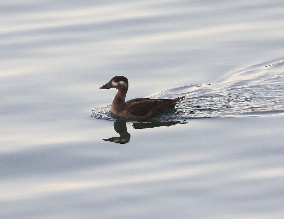 Surf Scoter - ML610457296