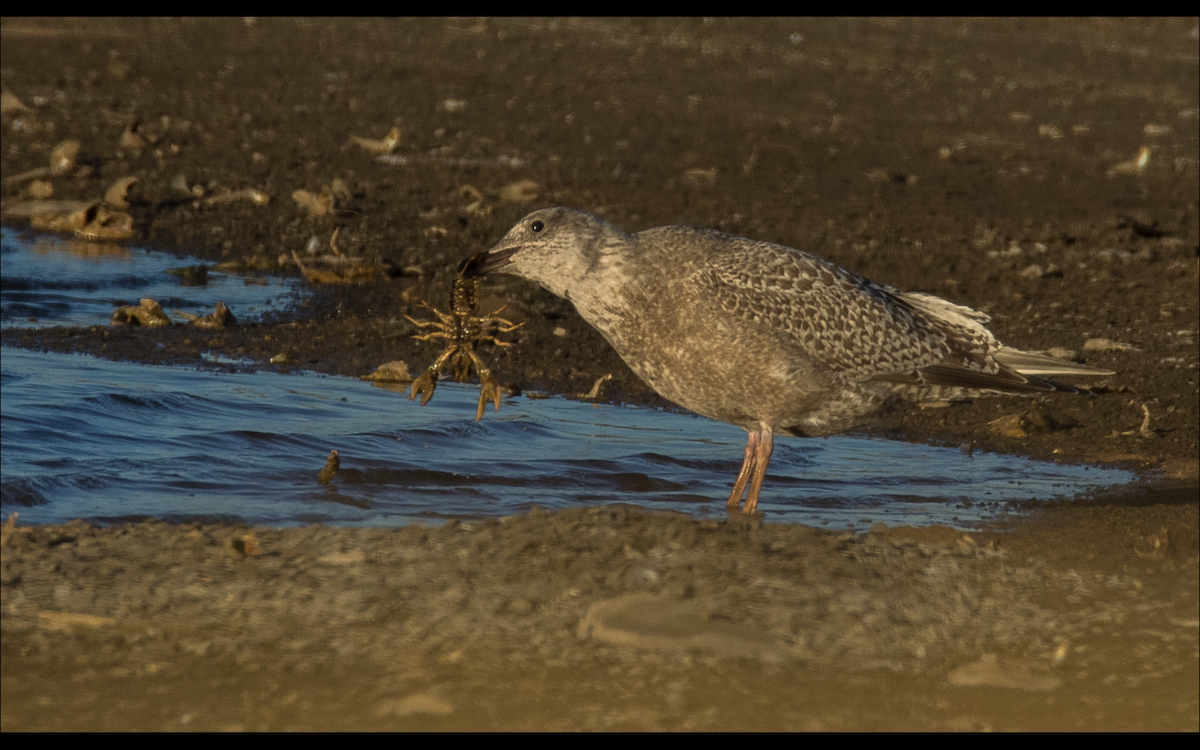 Iceland Gull (Thayer's) - ML610457304