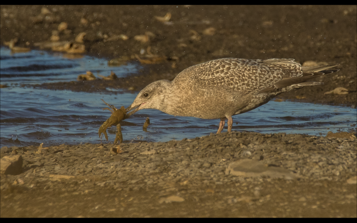 Iceland Gull (Thayer's) - ML610457305