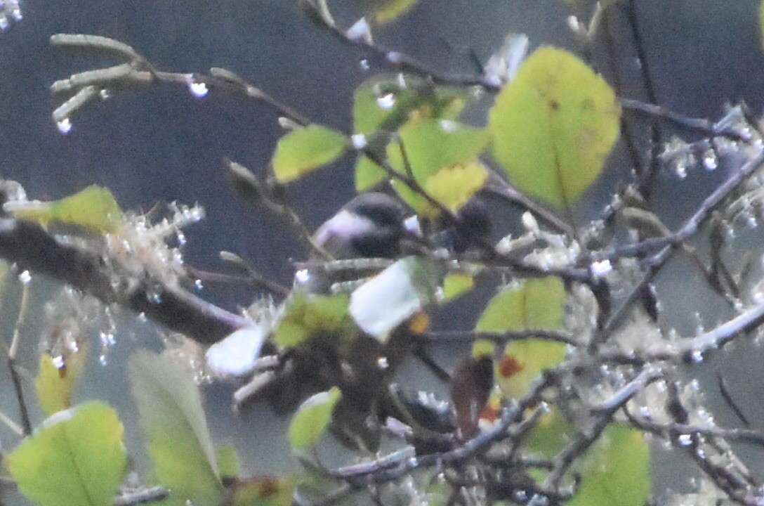 Chestnut-backed Chickadee - Austin Broadwater