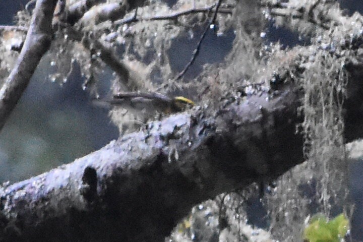 Townsend's Warbler - ML610457368