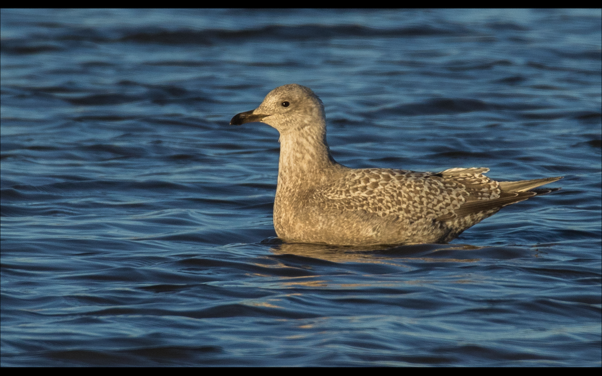 Iceland Gull (Thayer's) - ML610457384