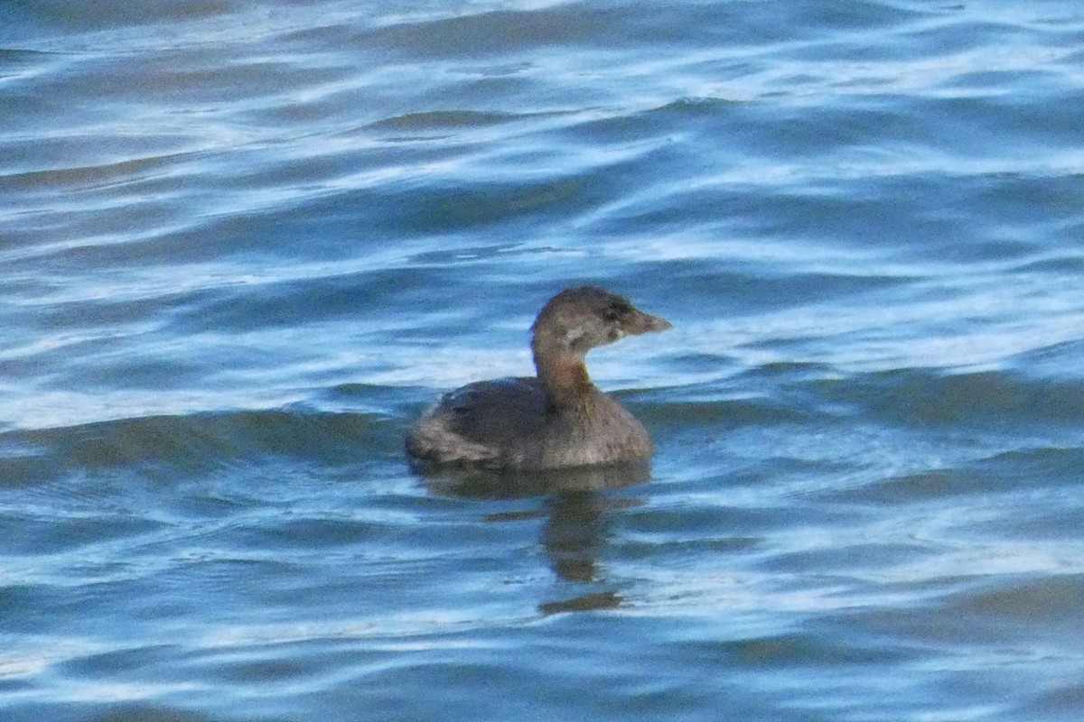 Pied-billed Grebe - ML610457395