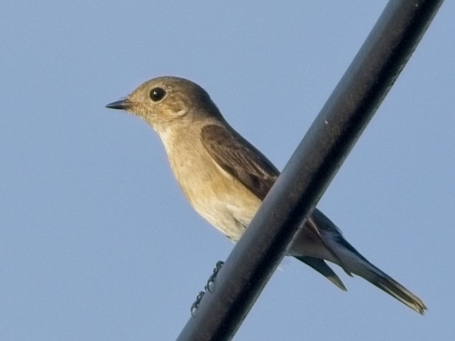 Taiga Flycatcher - ML610457396