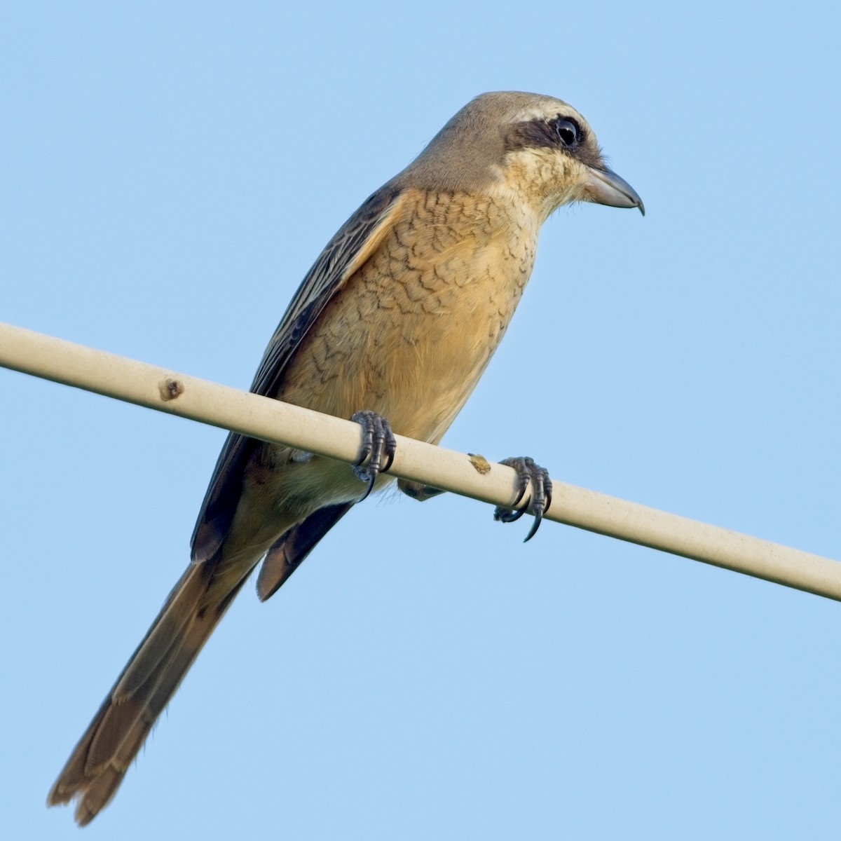 Brown Shrike - ML610457397