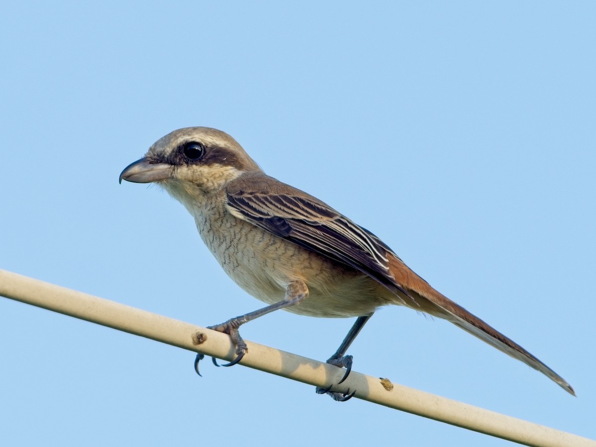 Brown Shrike - ML610457399