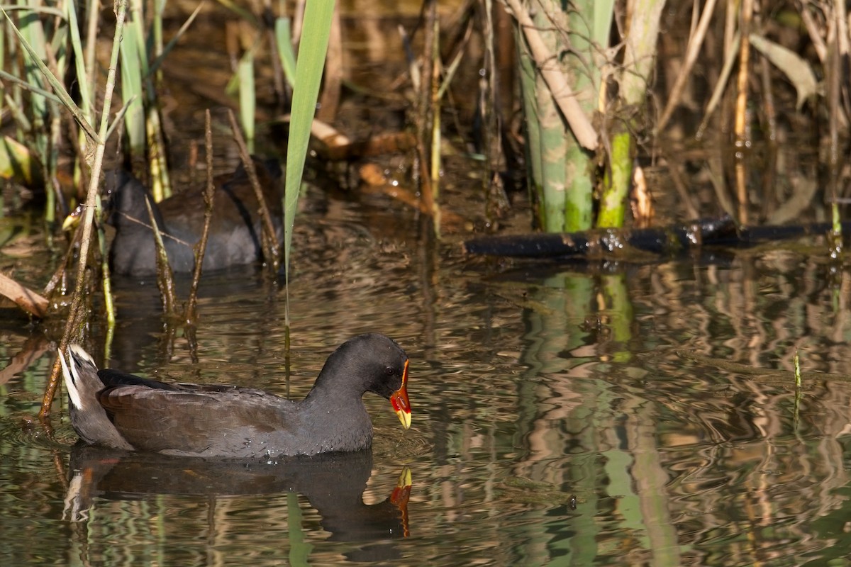 Dusky Moorhen - ML610457426