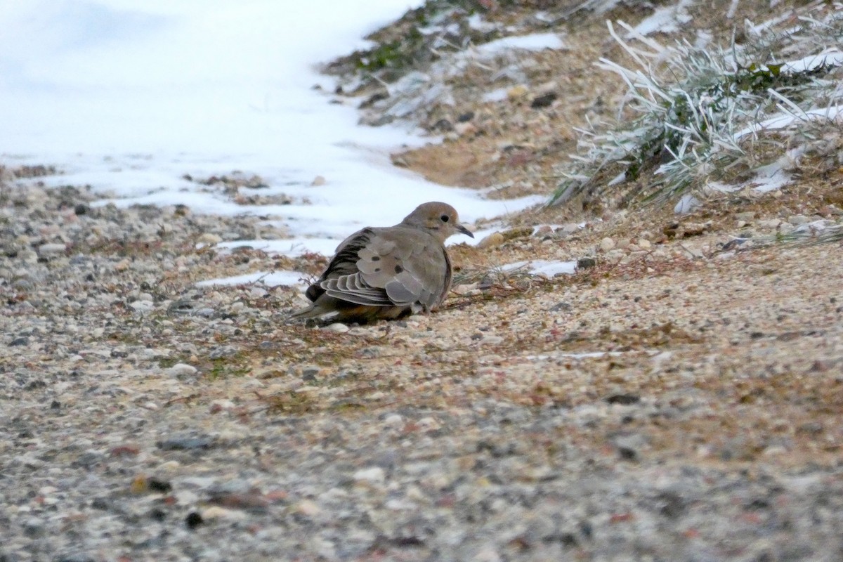 Mourning Dove - ML610457536