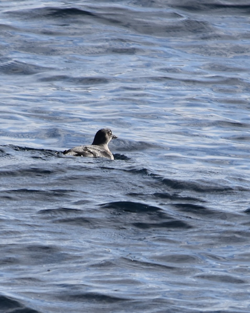 Cassin's Auklet - Austin Broadwater