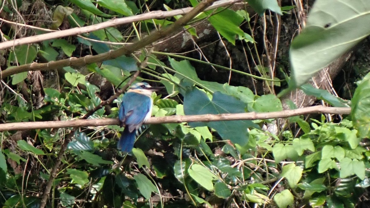 Mewing Kingfisher - ML610457539