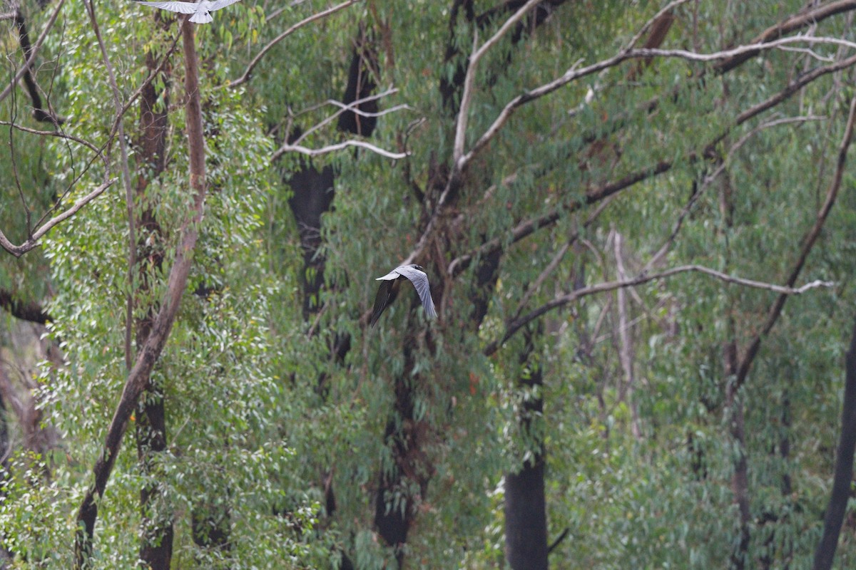 Cuervo de Tasmania - ML610457557