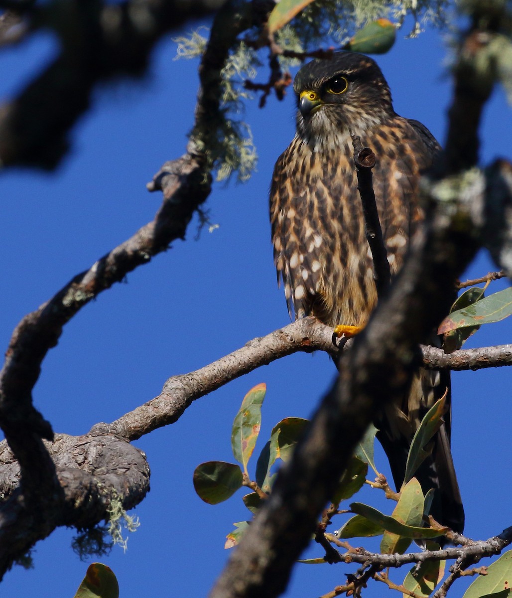 Merlin (Black) - Kent Leland