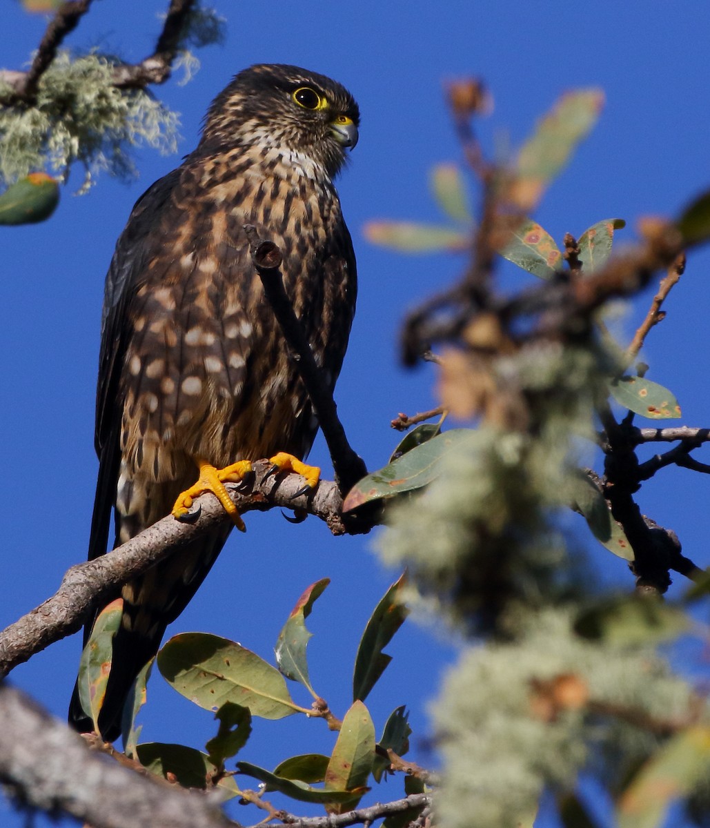 Merlin (suckleyi) - ML610457903