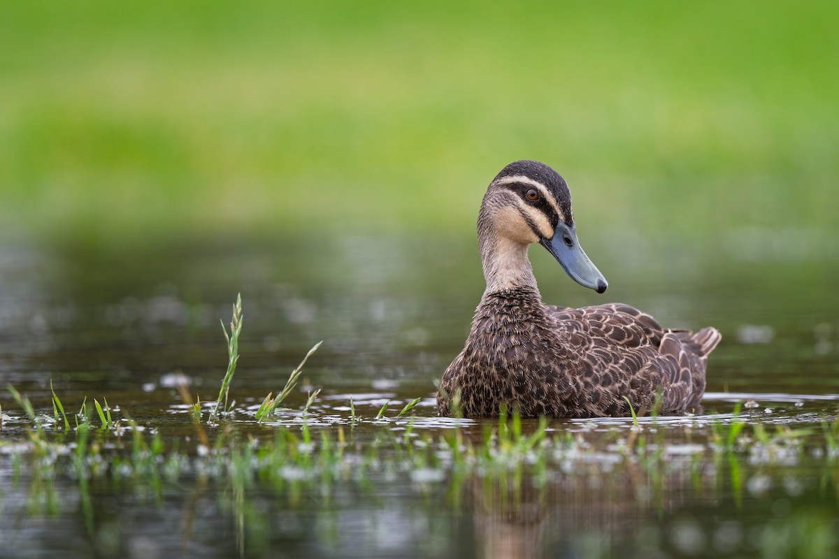 Canard à sourcils - ML610457904