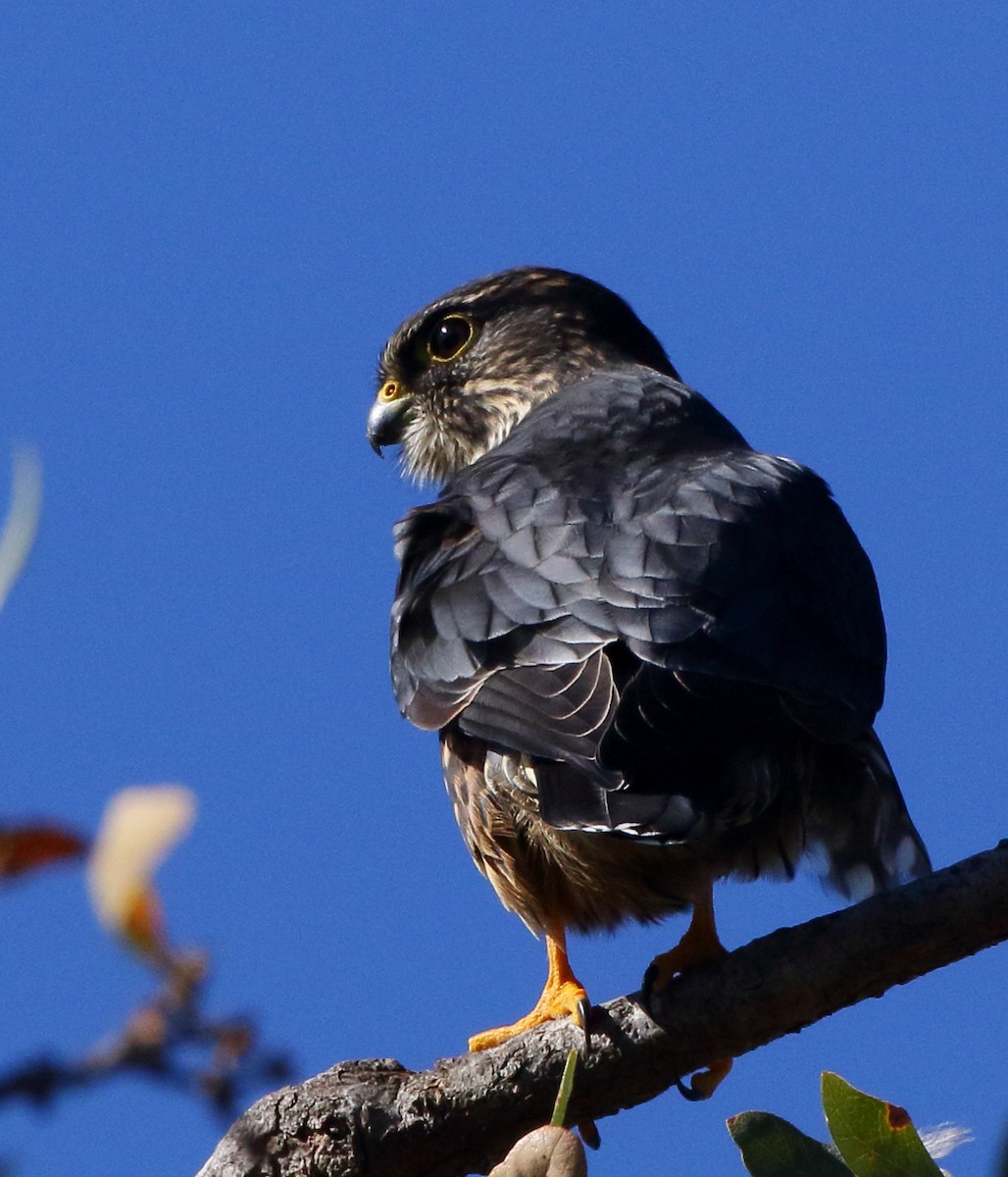 Merlin (Black) - Kent Leland