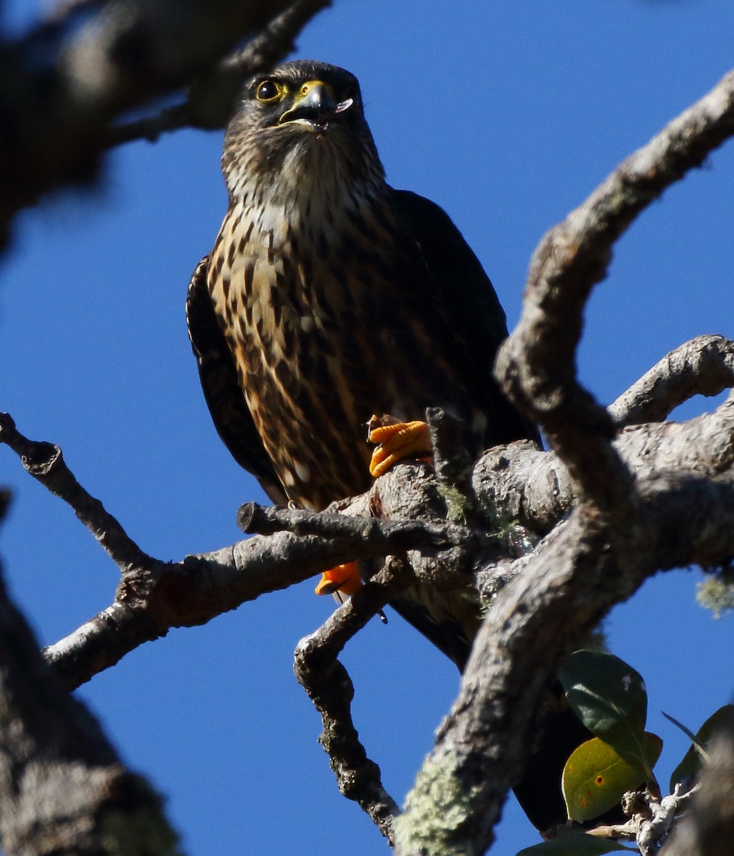 Merlin (Black) - Kent Leland