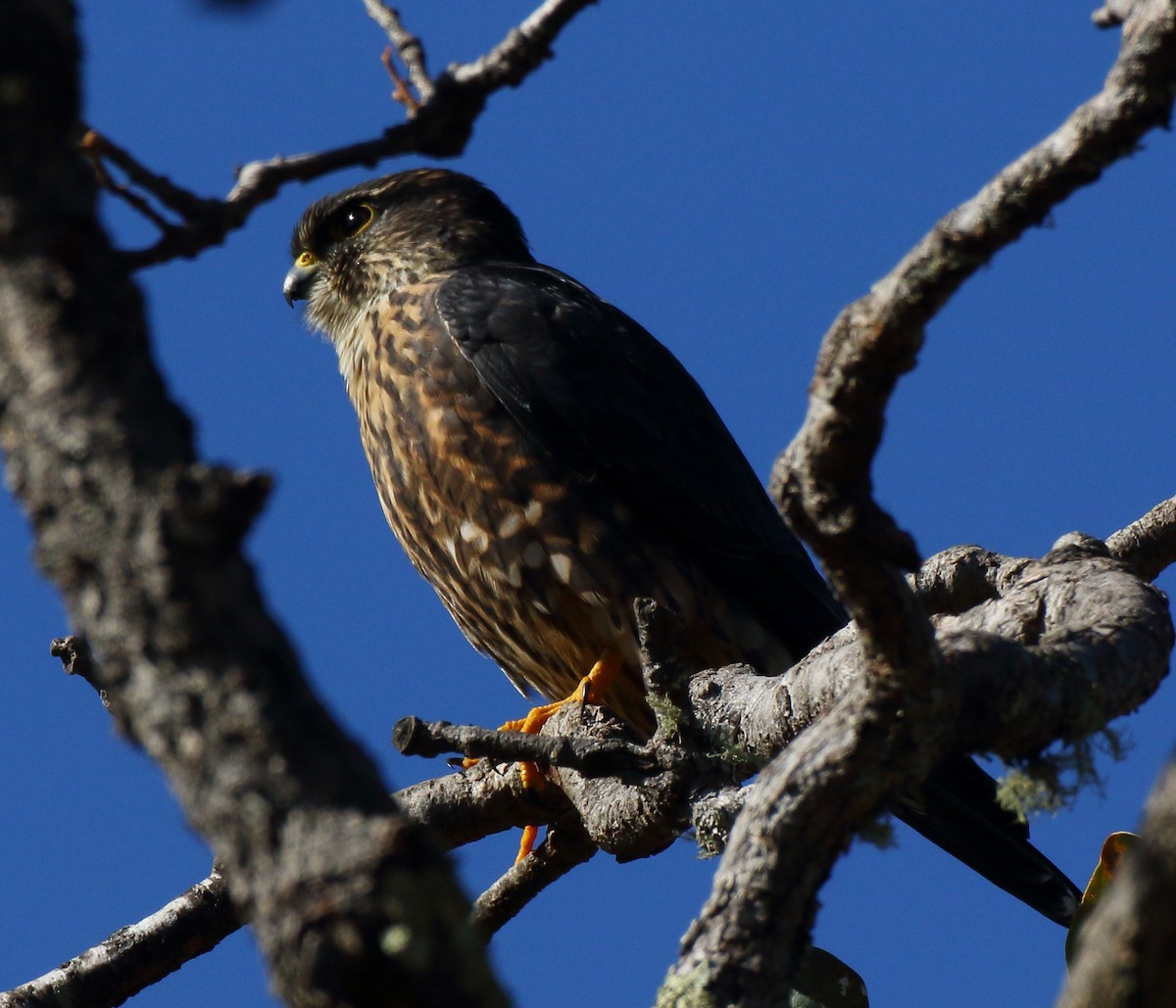 Merlin (Black) - Kent Leland