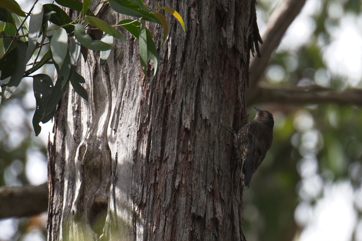 Red-browed Treecreeper - ML610457989