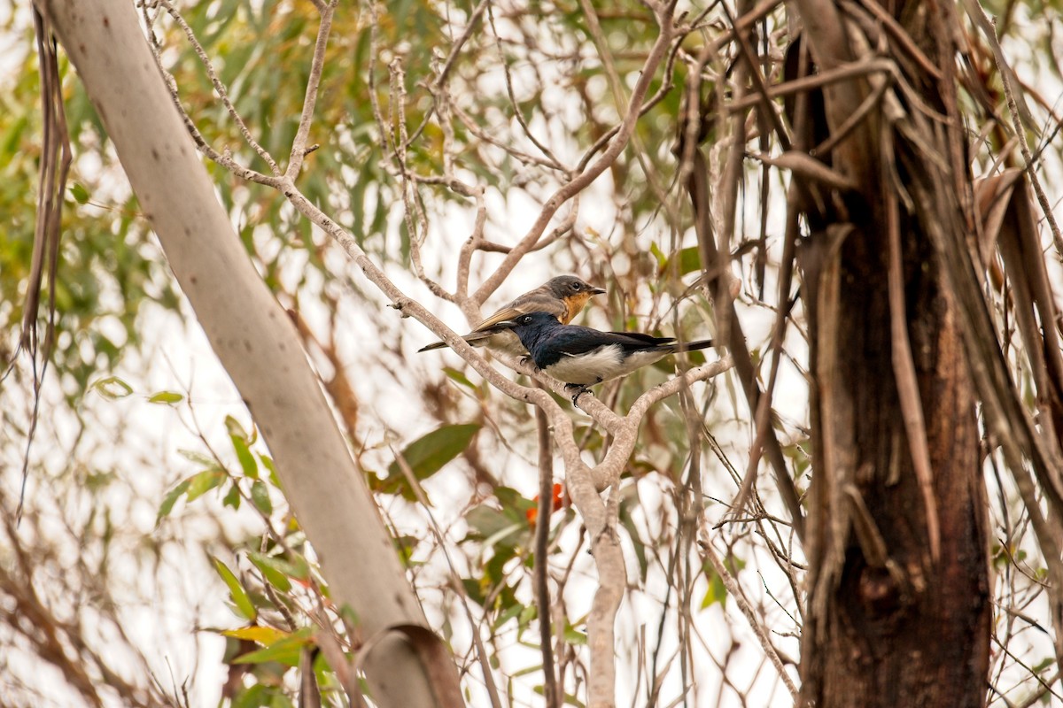 Satin Flycatcher - ML610457990