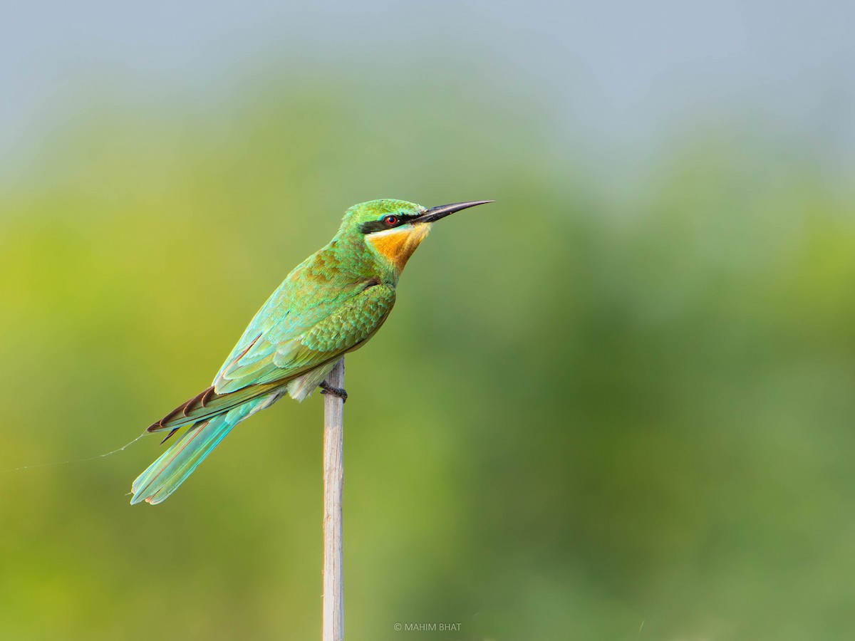 Blue-cheeked Bee-eater - Mahim B