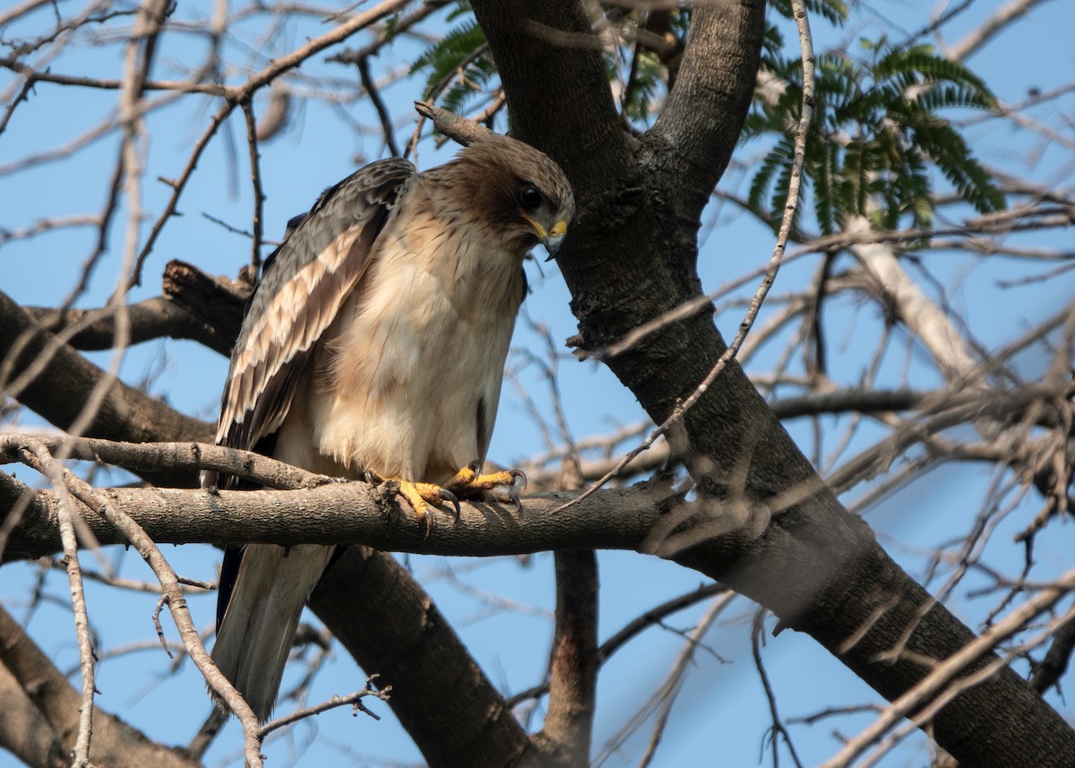 Booted Eagle - Garima Bhatia