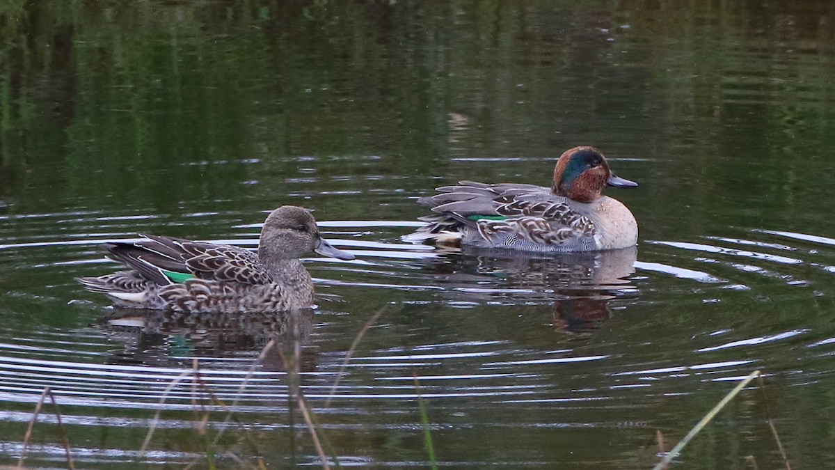 Green-winged Teal - ML610458114