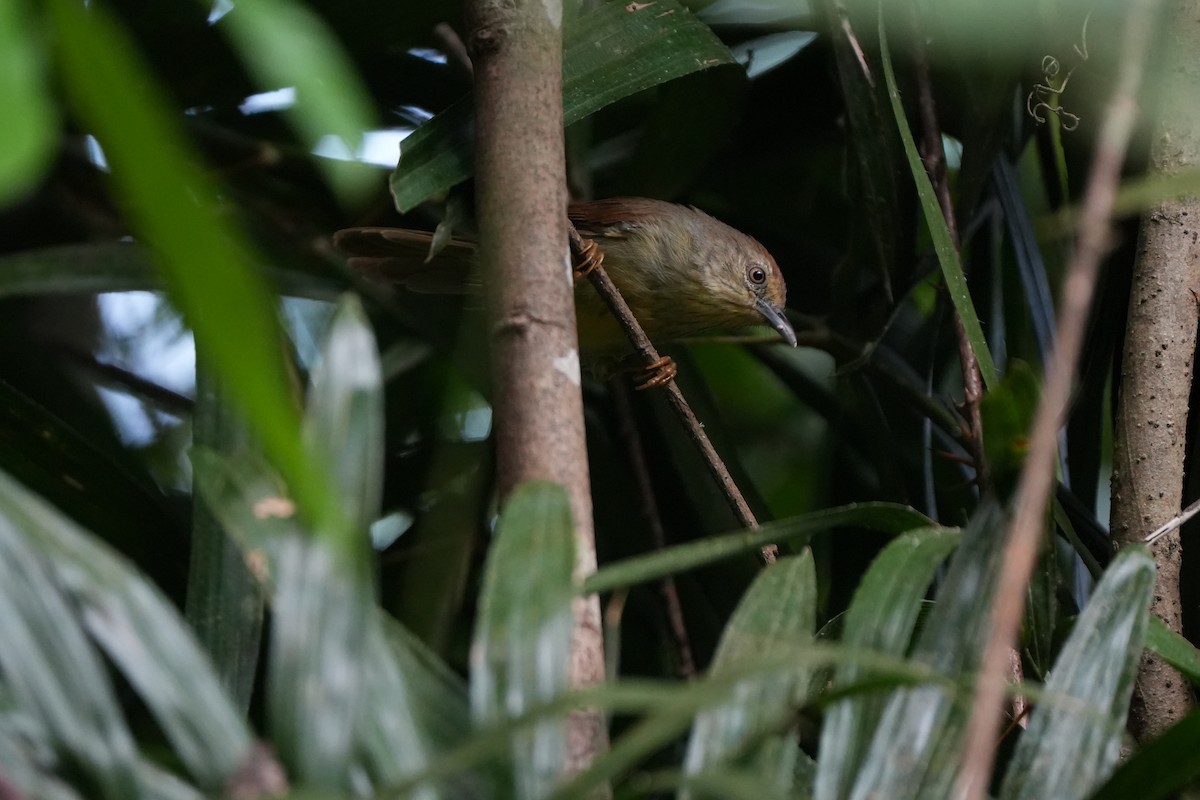 Pin-striped Tit-Babbler - ML610458130