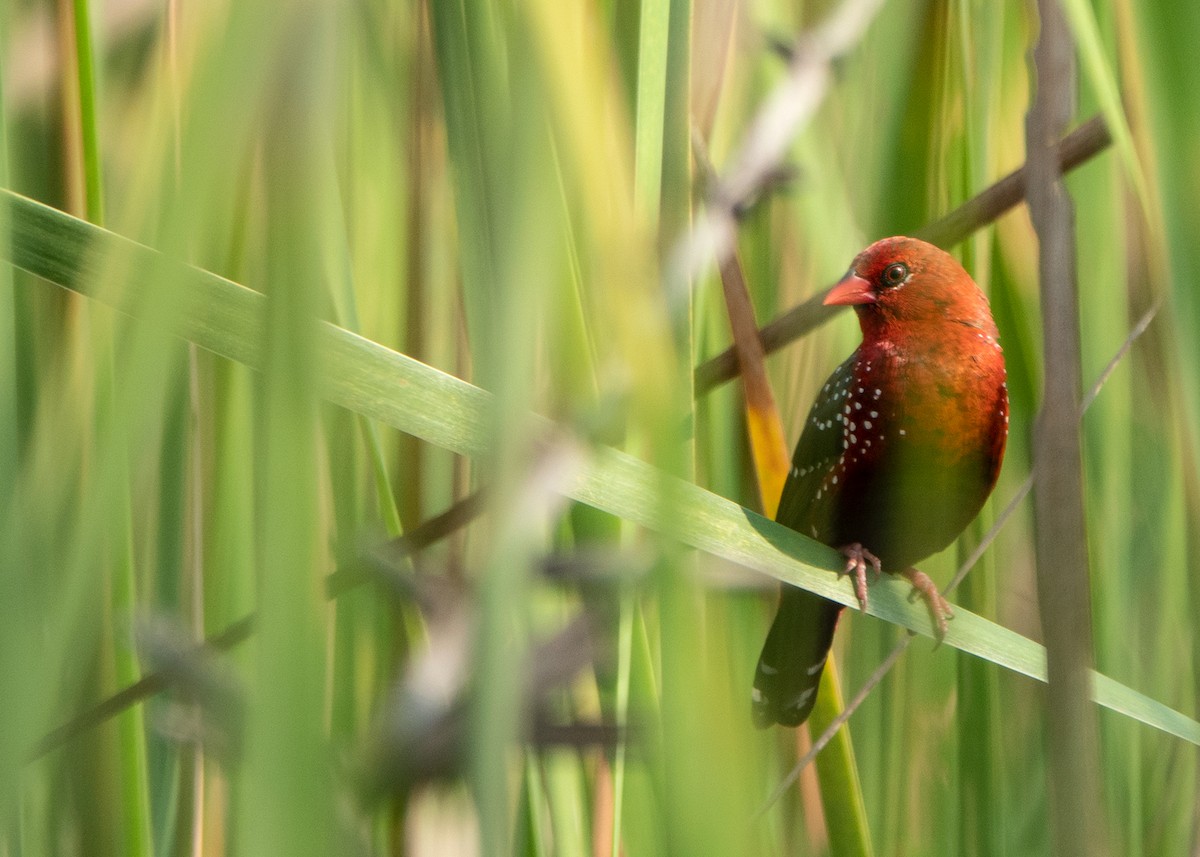 Red Avadavat - Garima Bhatia