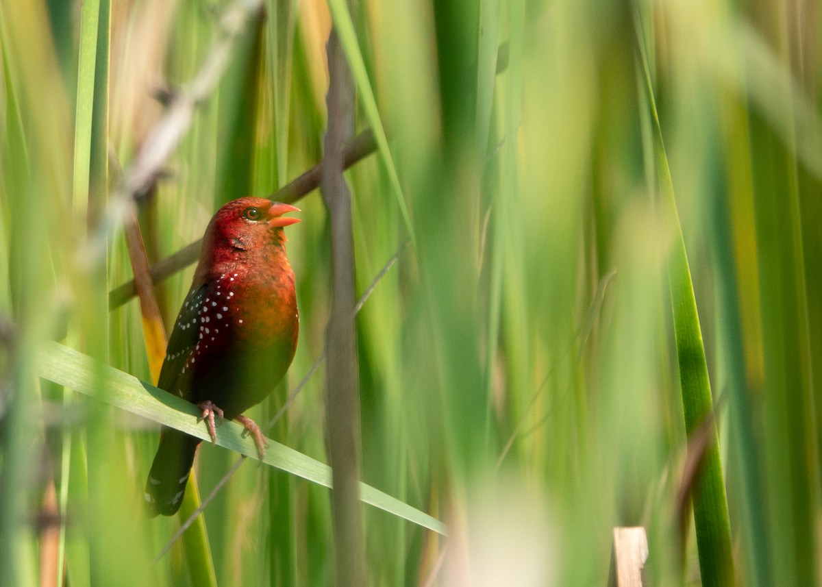 Bengalí Rojo - ML610458173