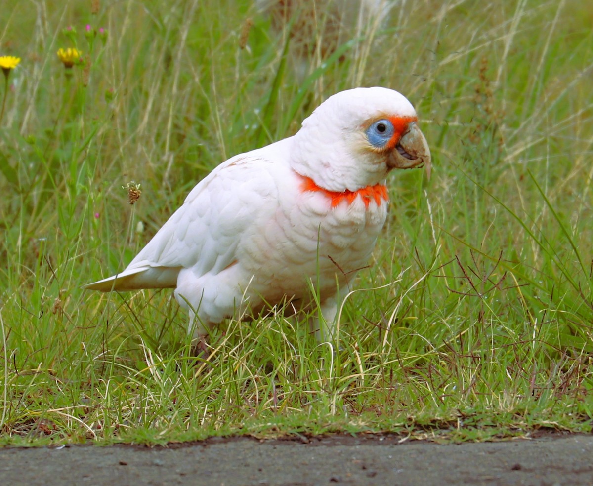 Cacatoès nasique - ML610458176