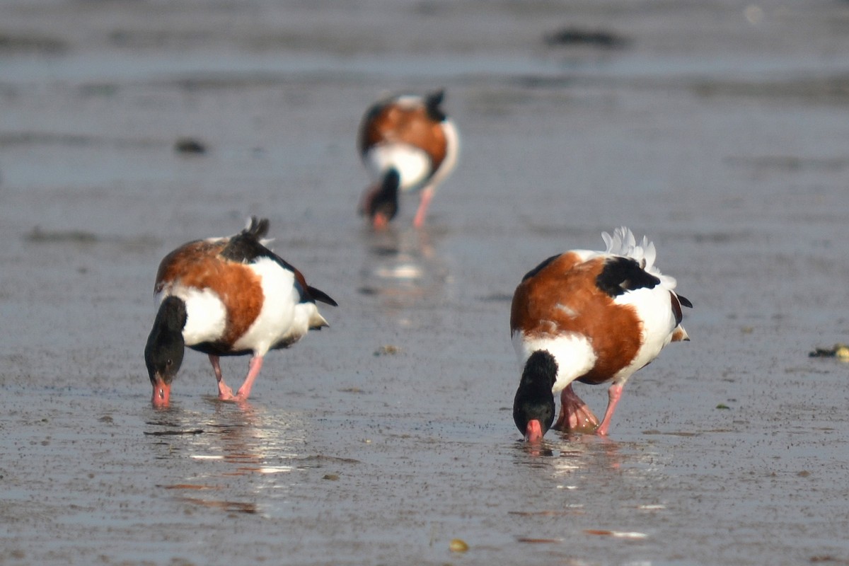 Пеганка - ML610458254