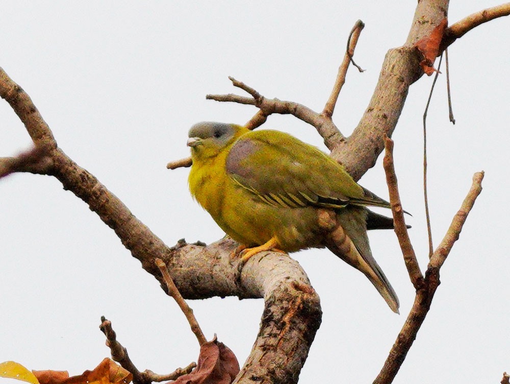 Yellow-footed Green-Pigeon - ML610458418