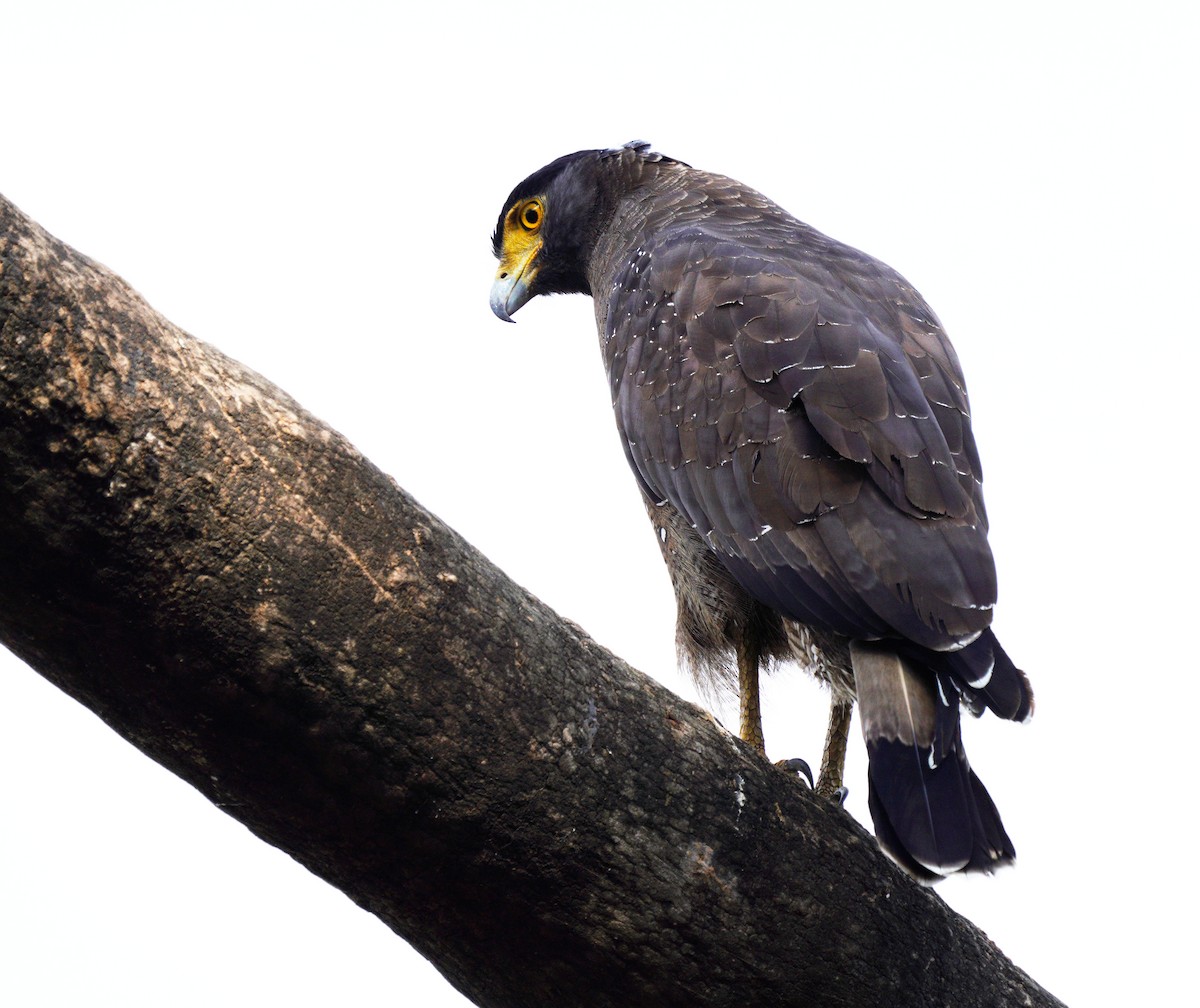 Crested Serpent-Eagle - ML610458430