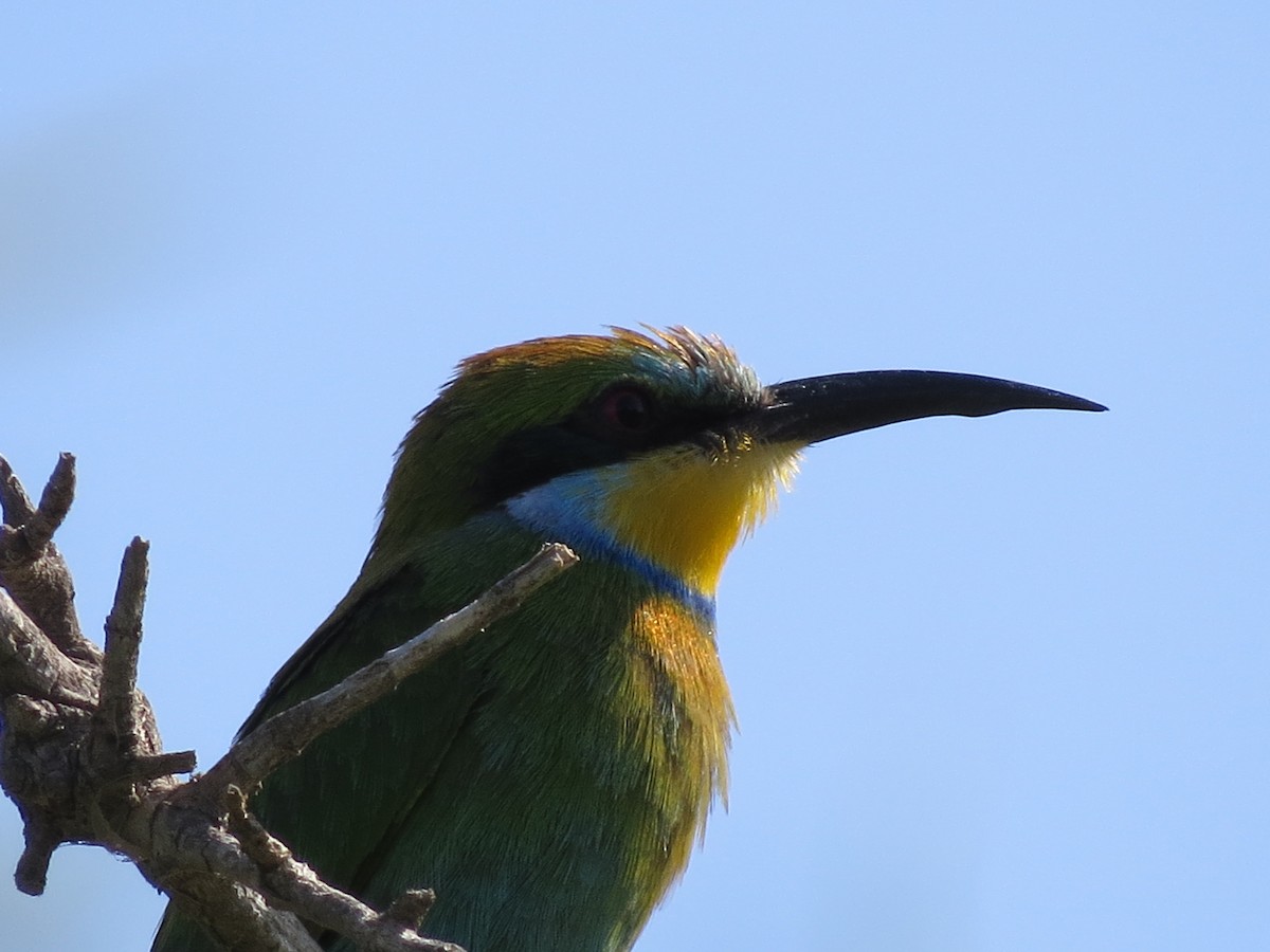 Swallow-tailed Bee-eater - Gary Prescott