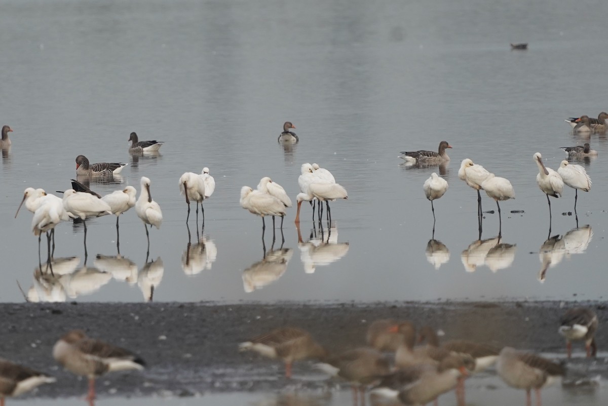 Spatola - ML610458509