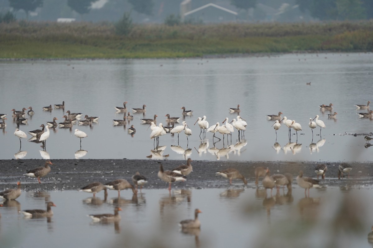 Spatola - ML610458510