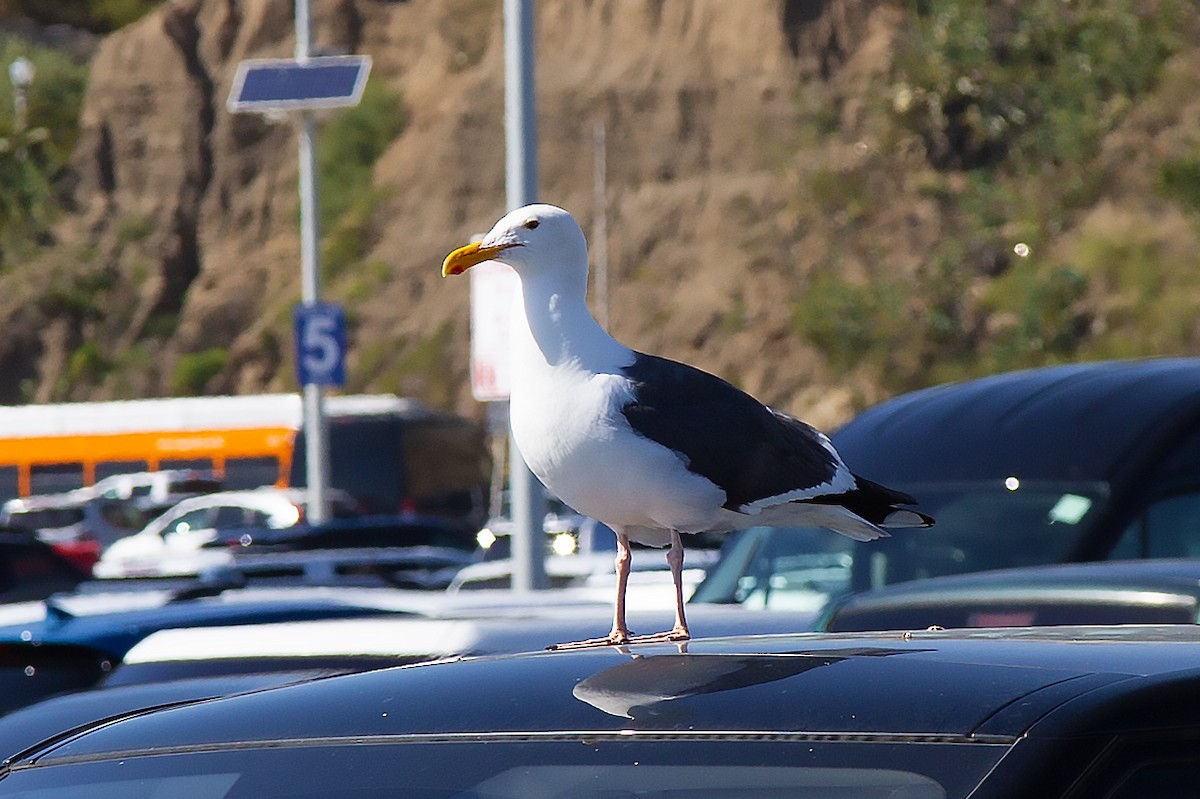 Western Gull - ML610458543