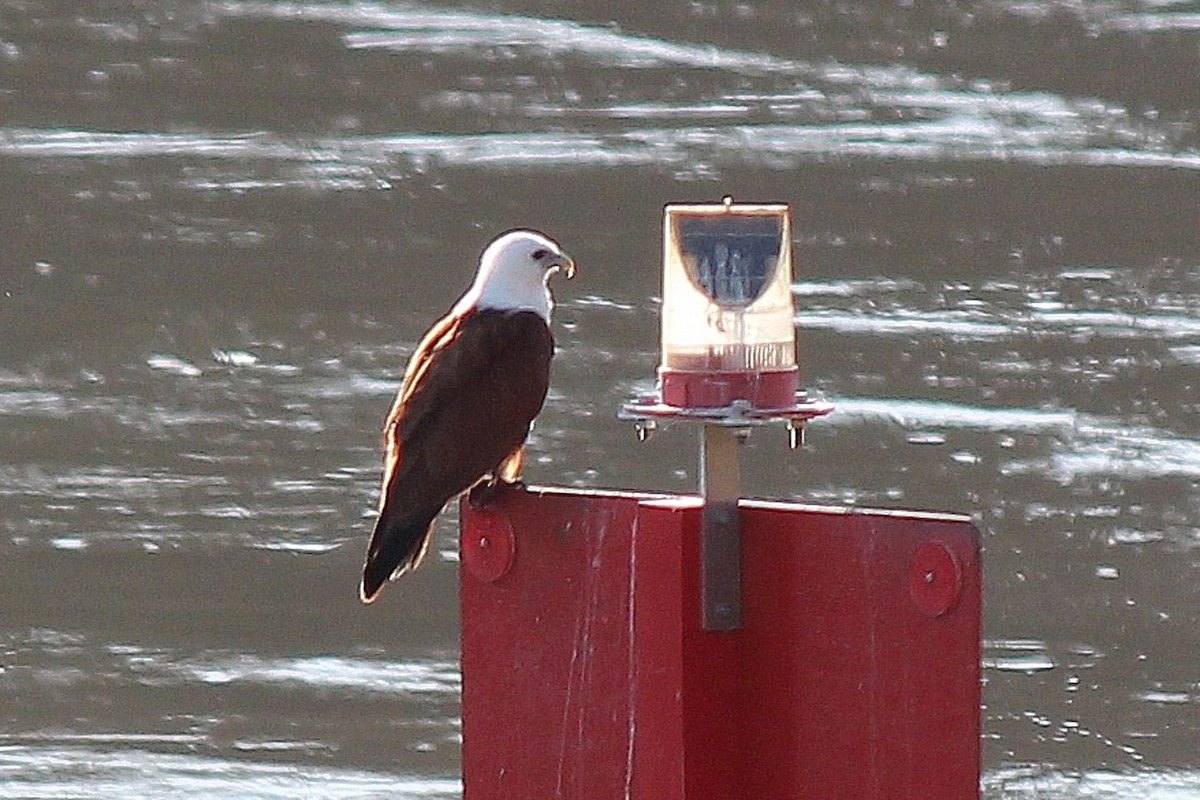 Brahminy Kite - ML610458548