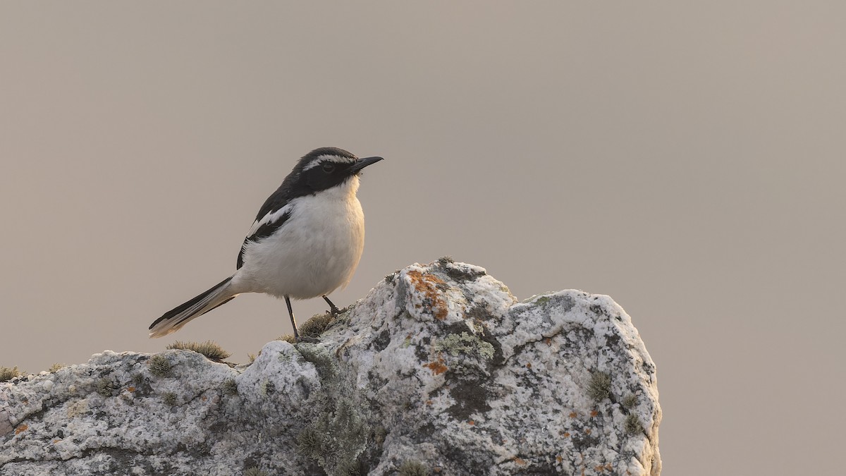 Cosifa Angoleña - ML610458551