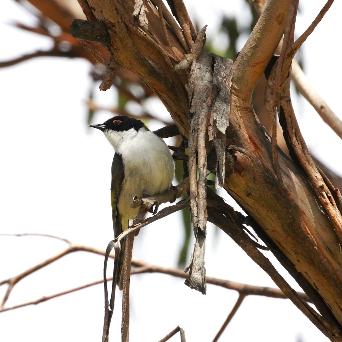 White-naped Honeyeater - ML610458554