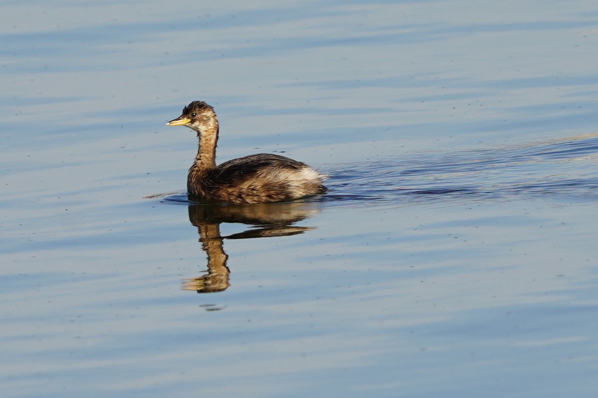 Little Grebe - ML610458589