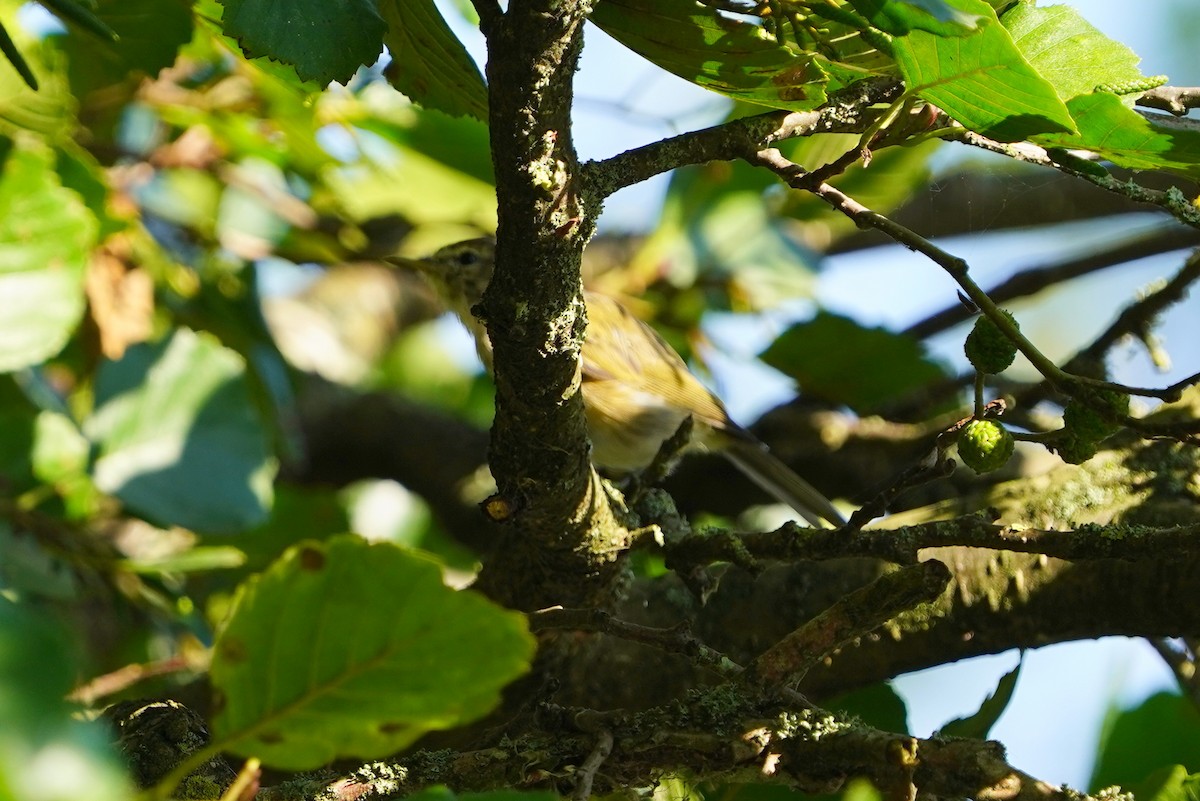 Common Chiffchaff - ML610458593