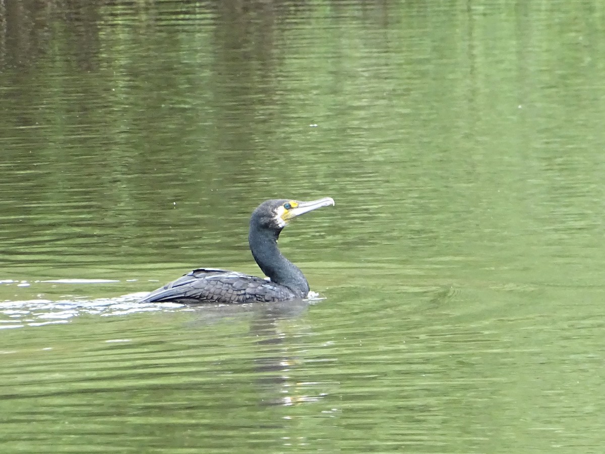 Great Cormorant - ML610458640