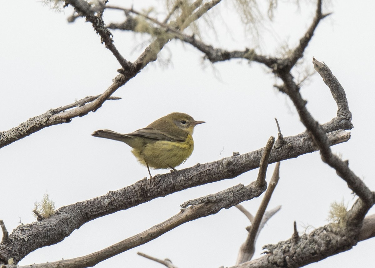 buskparula - ML610458711