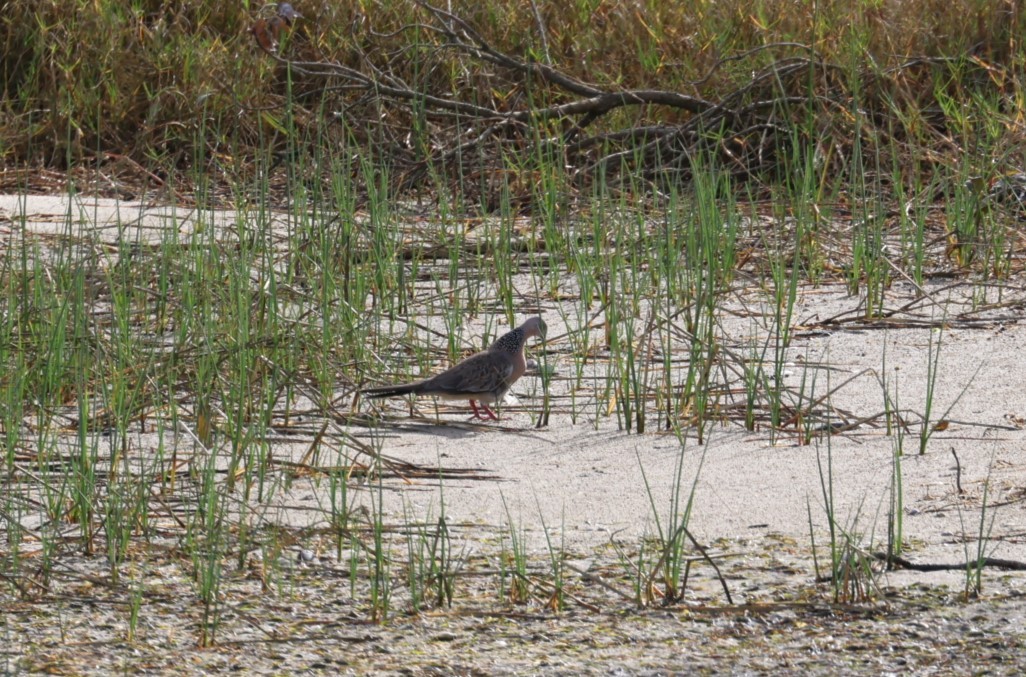 Spotted Dove - ML610458715