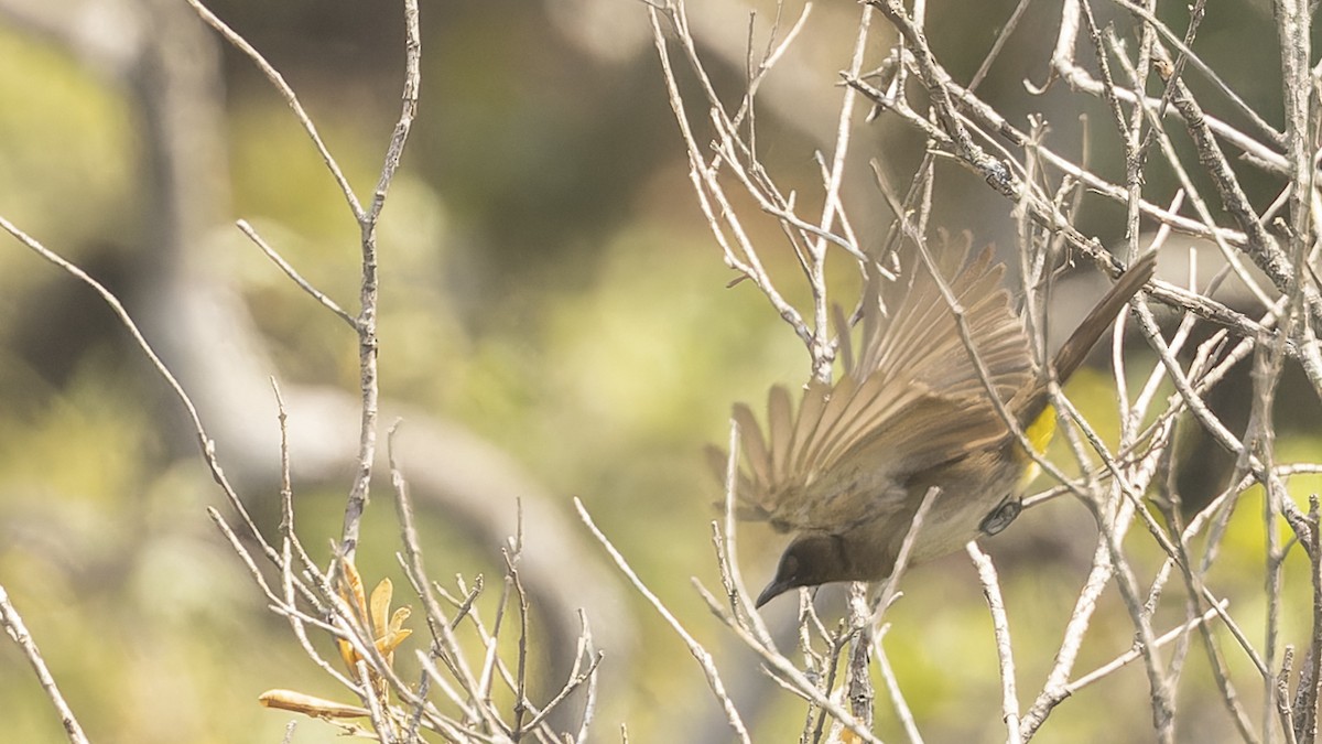 Bulbul des jardins (groupe tricolor) - ML610458768