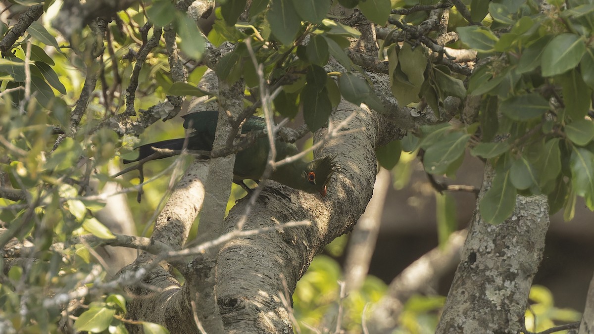 Turaco de Schalow - ML610458792