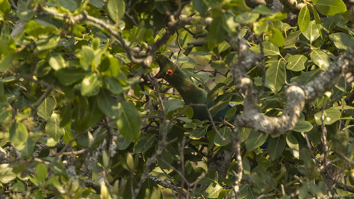 Turaco de Schalow - ML610458794