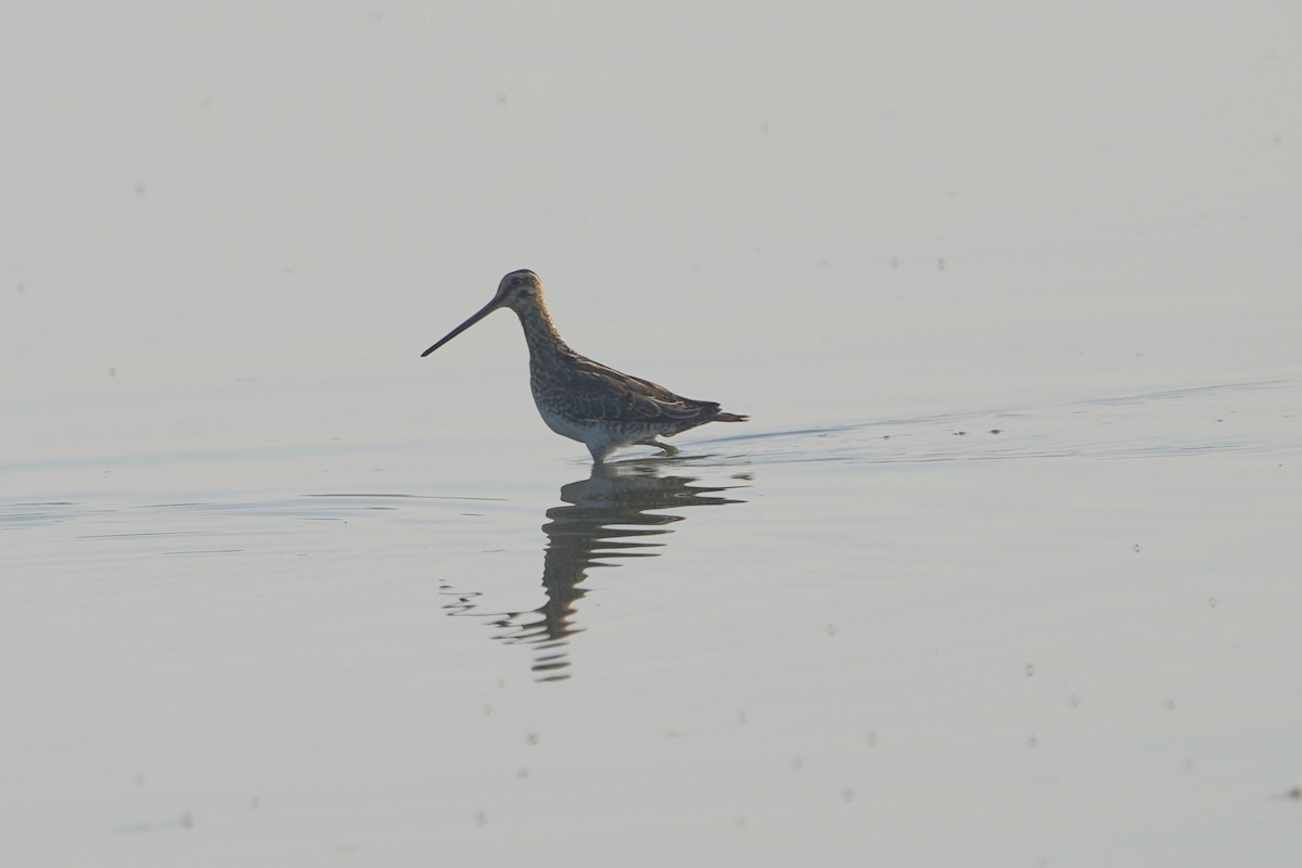 Common Snipe - ML610458813