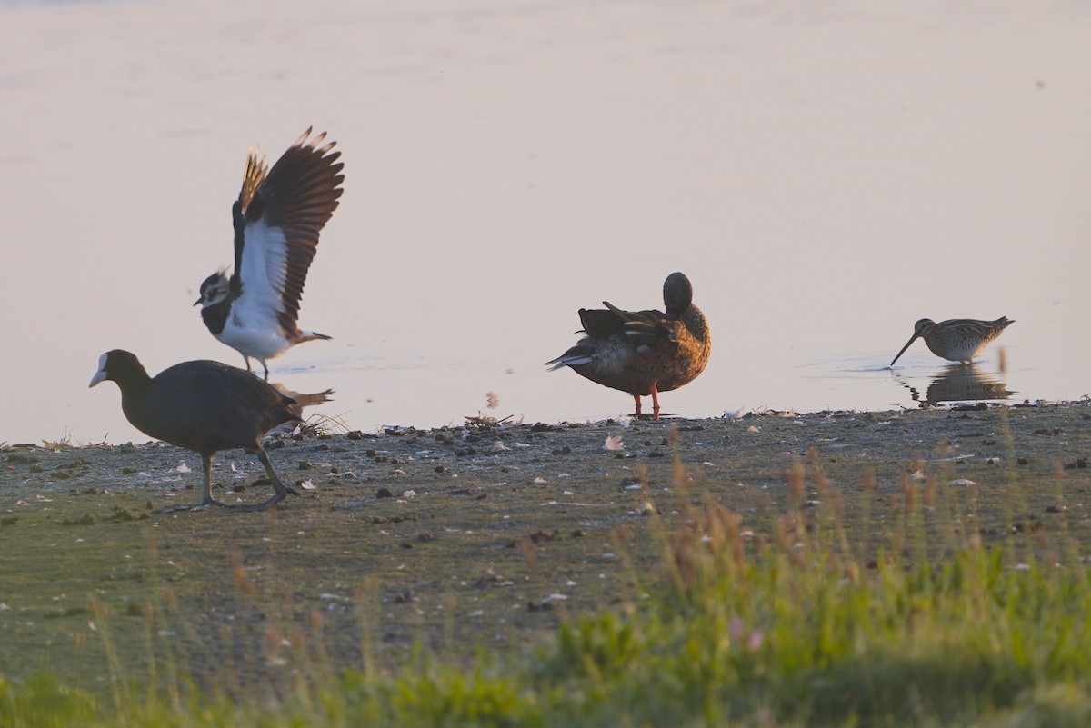 Common Snipe - ML610458816